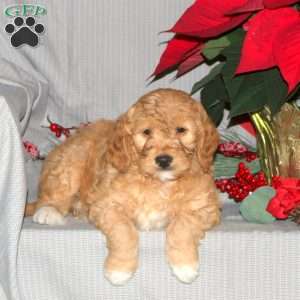 Truman, Mini Goldendoodle Puppy