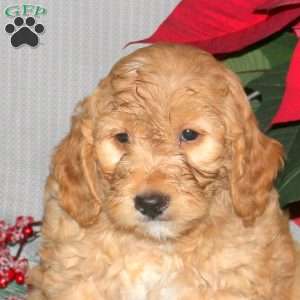 Truman, Mini Goldendoodle Puppy