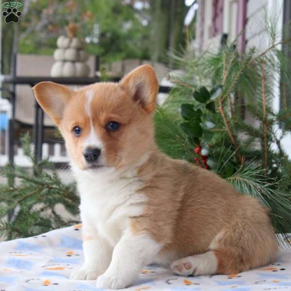 Tucker, Pembroke Welsh Corgi Puppy