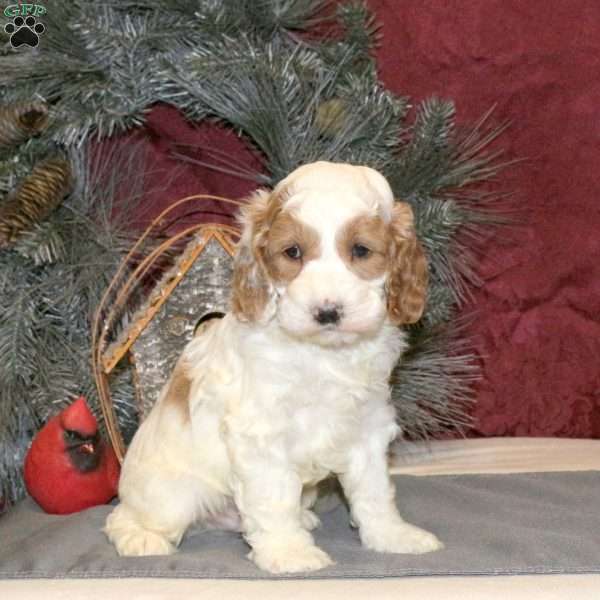 Tucker, Cockapoo Puppy