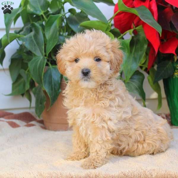 Tucker, Maltipoo Puppy