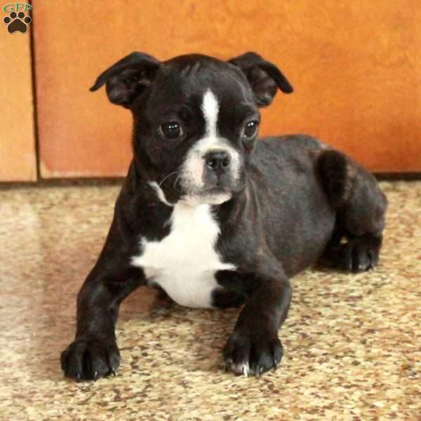 Tucker, Boston Terrier Puppy