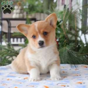 Tucker, Pembroke Welsh Corgi Puppy