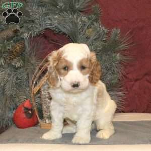 Tucker, Cockapoo Puppy