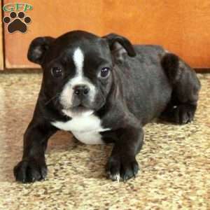 Tucker, Boston Terrier Puppy