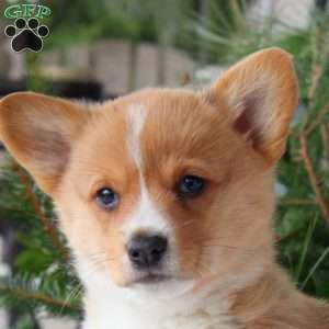 Tucker, Pembroke Welsh Corgi Puppy