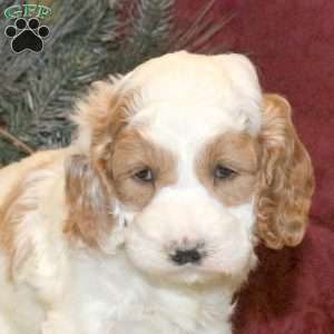 Tucker, Cockapoo Puppy