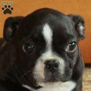 Tucker, Boston Terrier Puppy