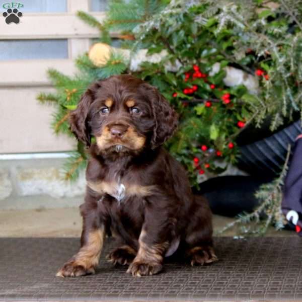 Tucker, Cocker Spaniel Puppy