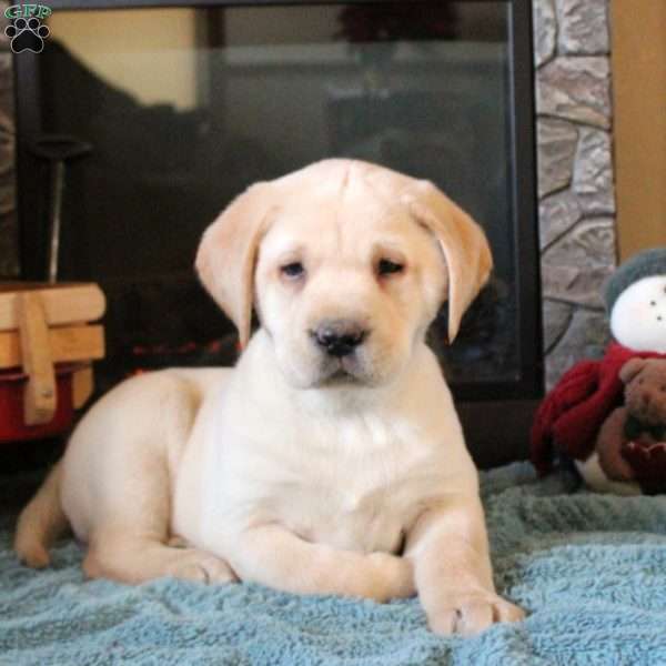 Tucker, Yellow Labrador Retriever Puppy