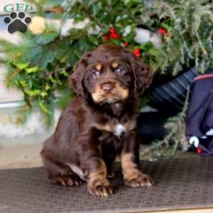 Tucker, Cocker Spaniel Puppy