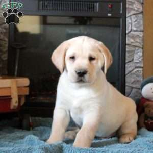 Tucker, Yellow Labrador Retriever Puppy