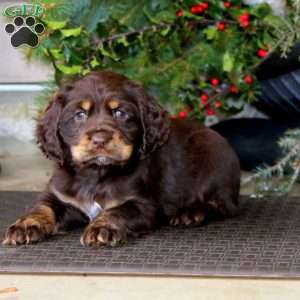 Tucker, Cocker Spaniel Puppy