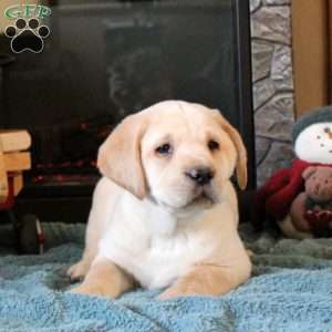 Tucker, Yellow Labrador Retriever Puppy