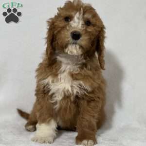 Tucker, Mini Goldendoodle Puppy