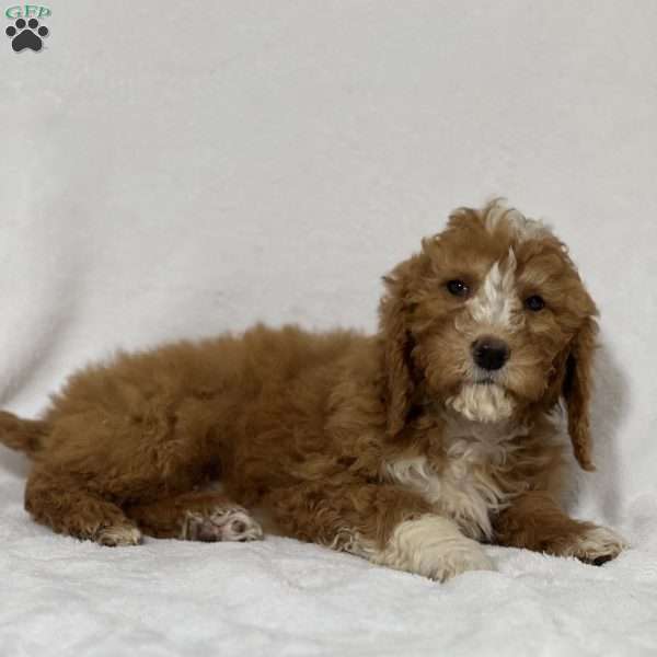 Tucker, Mini Goldendoodle Puppy