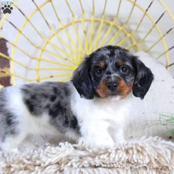 Tucker, Dachshund Puppy