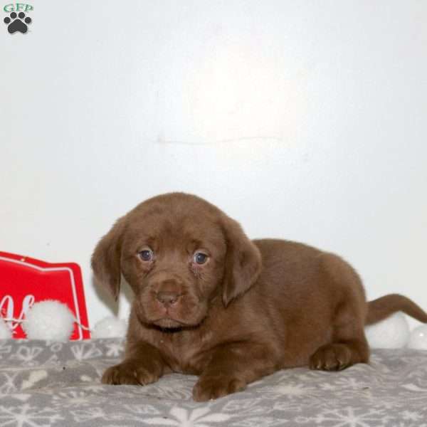 Tulle, Chocolate Labrador Retriever Puppy