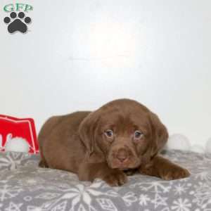 Tulle, Chocolate Labrador Retriever Puppy