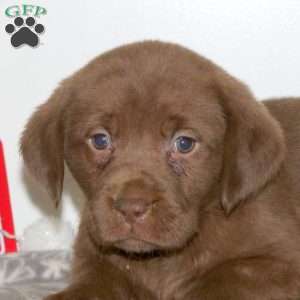 Tulle, Chocolate Labrador Retriever Puppy