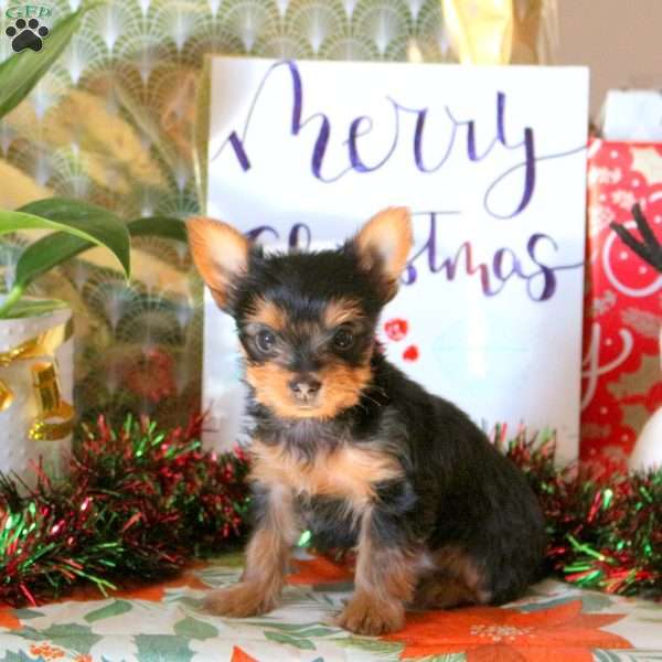 Twila, Yorkie Puppy