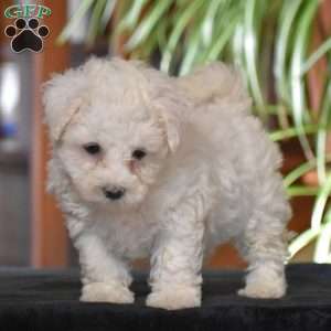 Twila, Bichon Frise Puppy