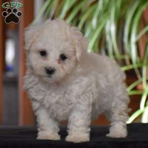 Twila, Bichon Frise Puppy