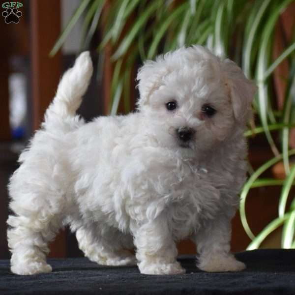 Twila, Bichon Frise Puppy