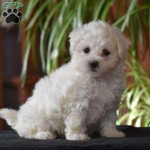 Twila, Bichon Frise Puppy