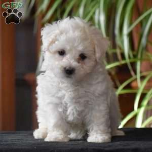 Twila, Bichon Frise Puppy