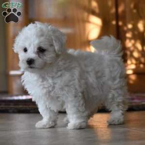 Twila, Bichon Frise Puppy