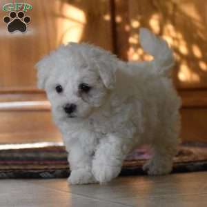 Twila, Bichon Frise Puppy