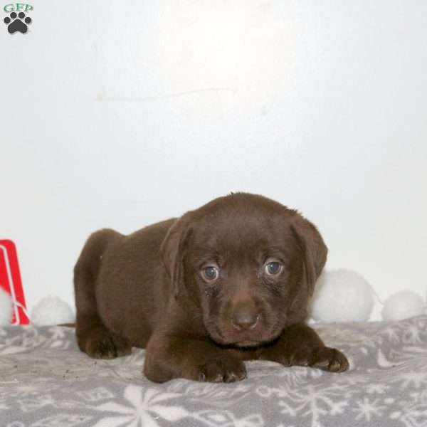 Twilight, Chocolate Labrador Retriever Puppy