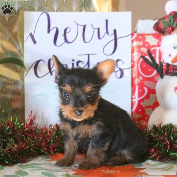 Twilight, Yorkie Puppy