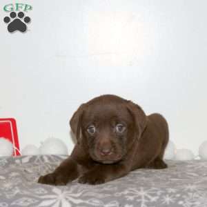 Twilight, Chocolate Labrador Retriever Puppy