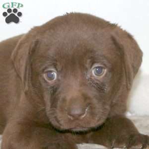 Twilight, Chocolate Labrador Retriever Puppy