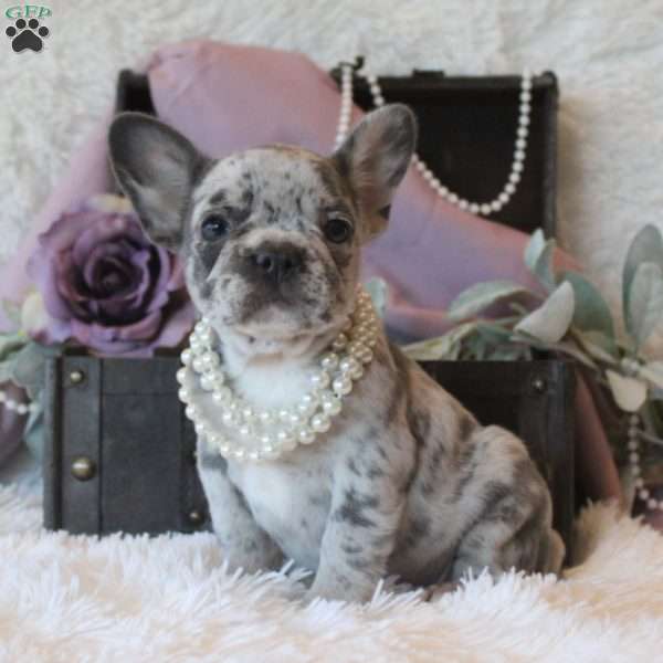 Twilight Skye, French Bulldog Puppy