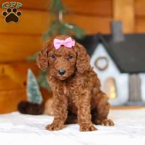 Twinkle, Goldendoodle Puppy