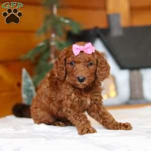 Twinkle, Goldendoodle Puppy