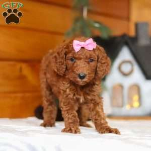 Twinkle, Goldendoodle Puppy