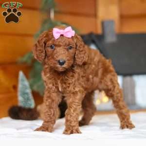 Twinkle, Goldendoodle Puppy