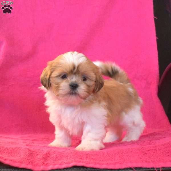 Twinkle, Shih Tzu Puppy