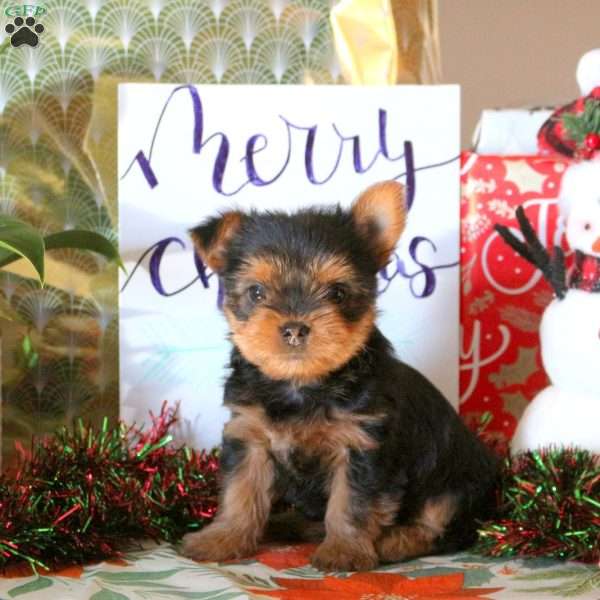 Twinkle, Yorkie Puppy