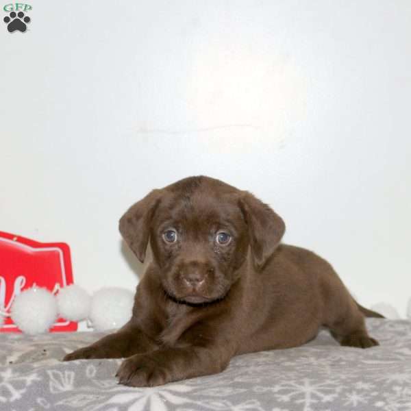 Twinkle, Chocolate Labrador Retriever Puppy