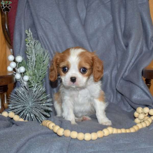 Twinkle, Cavalier King Charles Spaniel Puppy