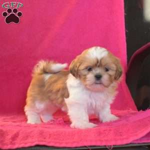 Twinkle, Shih Tzu Puppy