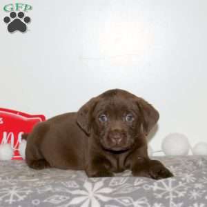 Twinkle, Chocolate Labrador Retriever Puppy