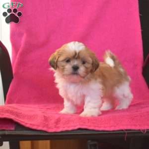 Twinkle, Shih Tzu Puppy