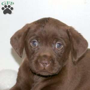 Twinkle, Chocolate Labrador Retriever Puppy