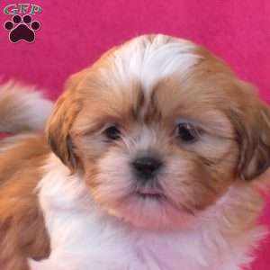 Twinkle, Shih Tzu Puppy